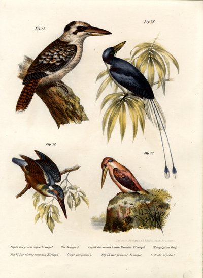 Kookaburra da German School